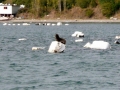 Chiloe1
