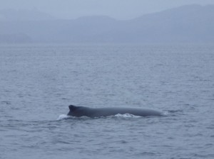 ob_570cd6_chili-canalballenero-baleine