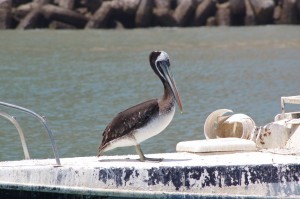 Arica-Pelican