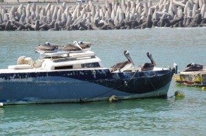 pelicans01