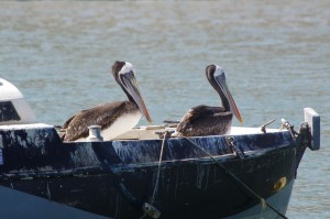 pelicans02