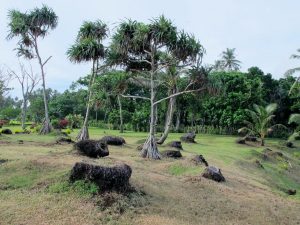 Ficus