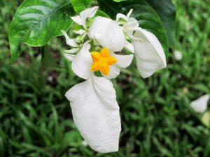 Fleurs2