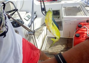 Mahi1