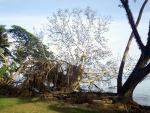 Savusavu-cyclone2