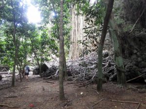 foret1