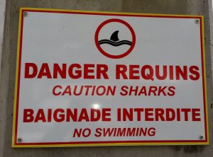 requins